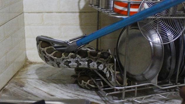 A five-foot-long male Indian Rock Python was rescued from a house in Sheetla Enclave near Sector 5 in Gurugram, on August 01, 2018. 16 reptiles rescued in Gurugram after rains on Tuesday, August 28.(Yogendra Kumar/HT File Photo)