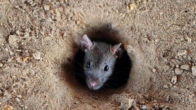 (FILES) This file photo taken on July 28, 2015 shows an Indian rat looking out of a hole in the ground in Allahabad. (AFP) (FILES) This file photo taken on July 28, 2015 shows an Indian rat looking out of a hole in the ground in Allahabad. (AFP)