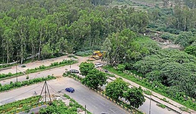 The authority had planned to fell 3,000 eucalyptus trees from the city forest in Sector 91 to develop the park (HT FIle Photo) The authority had planned to fell 3,000 eucalyptus trees from the city forest in Sector 91 to develop the park (HT FIle Photo)