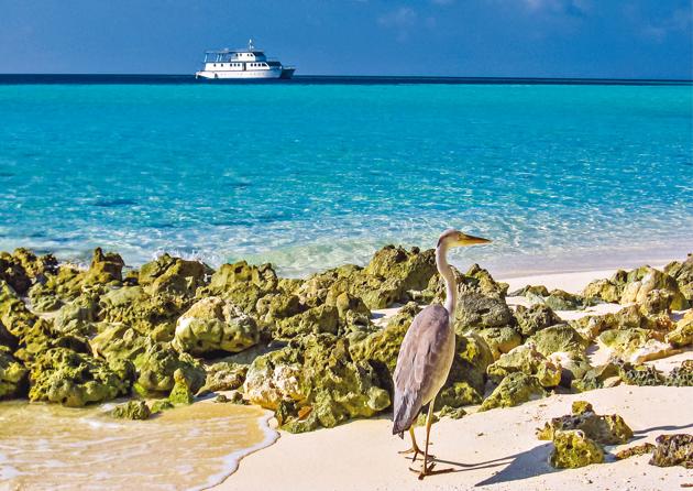 The grey heron is a captivating sight in the Maldives(Shutterstock) The grey heron is a captivating sight in the Maldives(Shutterstock)
