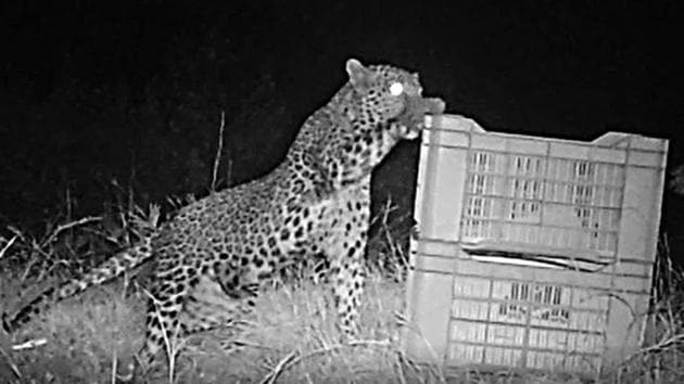 CCTV footage shows the mother leopard reuniting with its cub, which the officials had placed inside a box (WILDLIFE SOS INDIA) CCTV footage shows the mother leopard reuniting with its cub, which the officials had placed inside a box (WILDLIFE SOS INDIA)
