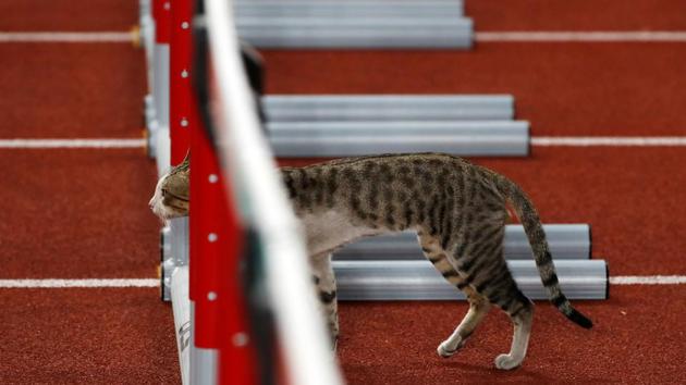 A cat wanders onto the track ahead of the Women’s 100m Hurdles Qualification race at GBK Main Stadium in Jakarta, Indonesia. (Issei Kato / REUTERS)