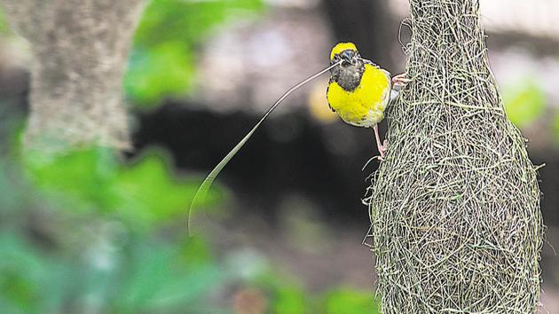 A baya weaver bird was spotted in Baner. The baya weaver birds are known for its hanging retortshaped nests, which they make with the help of twigs and leaves. (SHANKAR NARAYAN/HT PHOTO) A baya weaver bird was spotted in Baner. The baya weaver birds are known for its hanging retortshaped nests, which they make with the help of twigs and leaves. (SHANKAR NARAYAN/HT PHOTO)