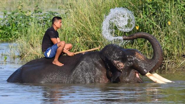 A mahout sits on his elephant as it washes itself at the Pobitora Wildlife Sanctuary, some 45km from Guwahati, Assam. (Biju Boro / AFP) A mahout sits on his elephant as it washes itself at the Pobitora Wildlife Sanctuary, some 45km from Guwahati, Assam. (Biju Boro / AFP)