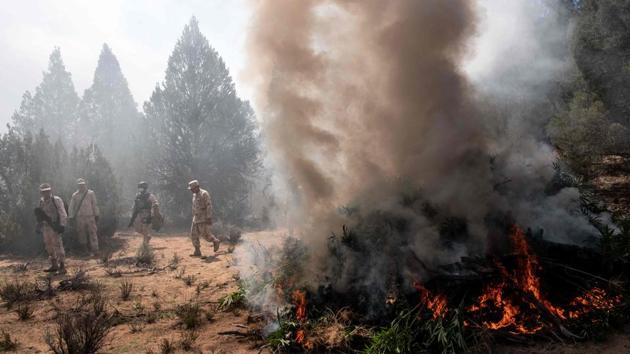 Mexican soldiers burn a marijuana plantation near La Rumorosa town in Tecate, Baja California state, Mexico, destroying two plantations with a total surface area of 19,000 square meters. (Guillermo Arias / AFP)