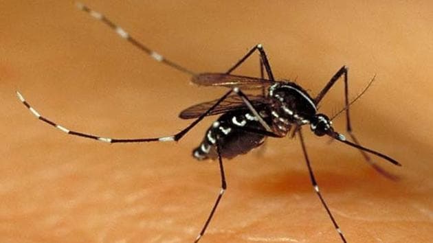 The Noida health department on Wednesday filed a complaint against a Noida resident after mosquitoes responsible for dengue outbreak were found breeding in his car (Representative Photo) The Noida health department on Wednesday filed a complaint against a Noida resident after mosquitoes responsible for dengue outbreak were found breeding in his car (Representative Photo)
