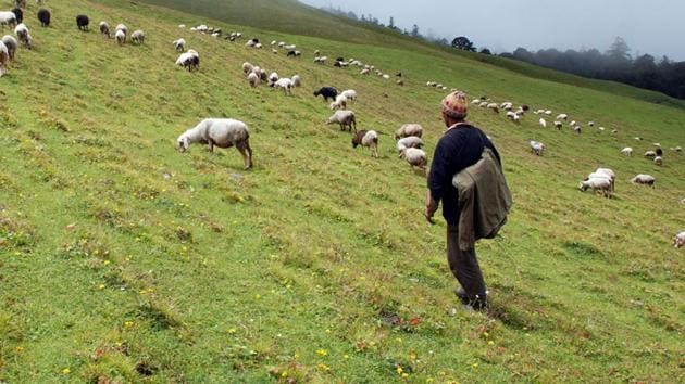 A shepherd with his flock at the green pastures of Aali Bugyal in Chamoli district, Uttarakhand. (HT File Photo) A shepherd with his flock at the green pastures of Aali Bugyal in Chamoli district, Uttarakhand. (HT File Photo)
