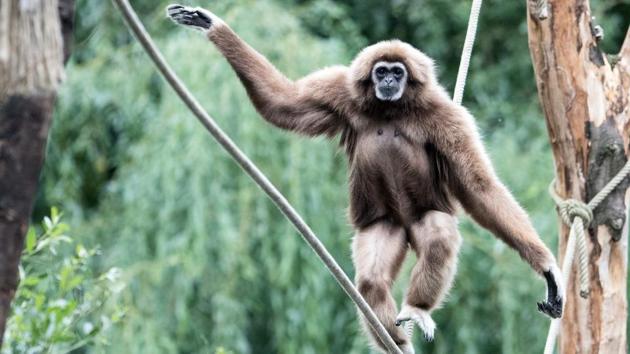 A white-handed gibbon walks on a rope in its enclosure at the zoo in Wuppertal, western Germany. (Federico Gambarini / dpa / AFP)