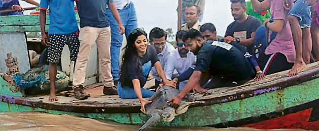 WCAWA members and locals from Dahanu release one of the two Olive Ridley Turtles into the sea near Dahanu.(HT) WCAWA members and locals from Dahanu release one of the two Olive Ridley Turtles into the sea near Dahanu.(HT)