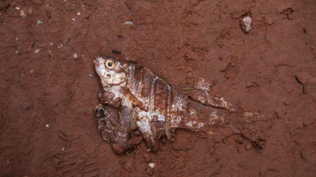 “The fish here now taste terrible, and are fit only for dogs,” he said. China triggered an aggressive damming programme 20 years ago, looking for ways to develop industry and bring electricity to poor rural regions. Investors rushed in and environmentalists likened the frenzy to the construction of backyard steel smelters during the 1958 “Great Leap Forward”. (Damir Sagolj / REUTERS)