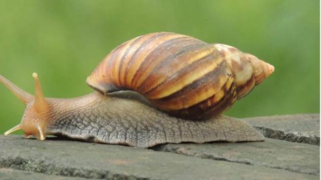 A snail inches along. (Rajesh Khurana) A snail inches along. (Rajesh Khurana)