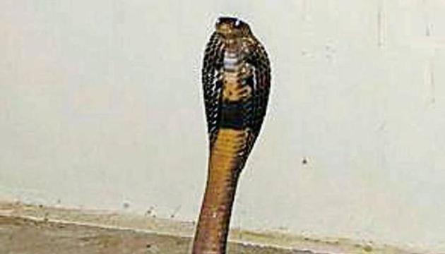 One snake was rescued from under the bed of one of the houses, the other one was found hiding in the storeroom of another. (HT PHOTO) One snake was rescued from under the bed of one of the houses, the other one was found hiding in the storeroom of another. (HT PHOTO)