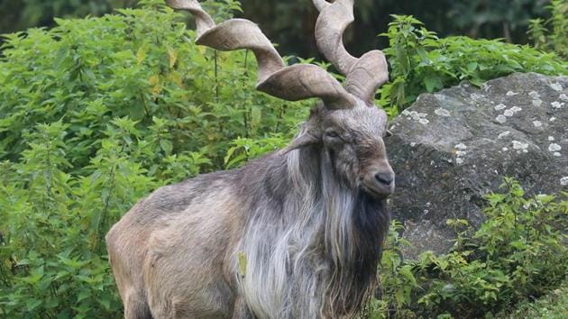 Markhor is the national animal of Pakistan and is found on both sides of the LoC.(HT Photo)