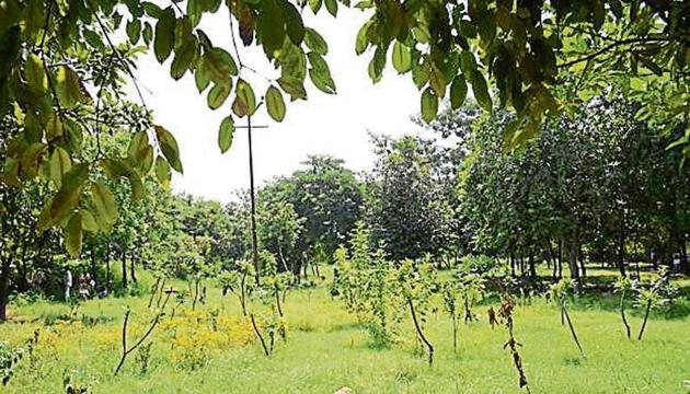 BJP councillor Rajendra Tyagi said 94,000 sq metres of green belt was leased out to institutions at a mere Re 1 per sq m. (HT FILE PHOTO) BJP councillor Rajendra Tyagi said 94,000 sq metres of green belt was leased out to institutions at a mere Re 1 per sq m. (HT FILE PHOTO)