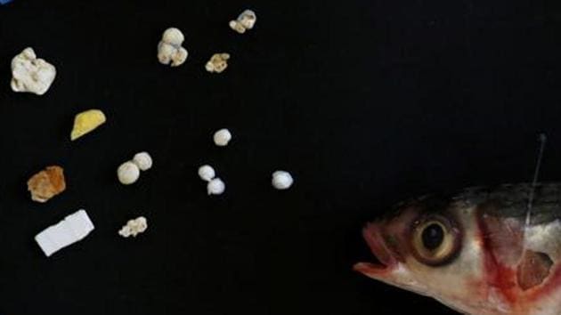 A grey mullet is shown next to microplastic found in Hong Kong waters during a Greenpeace news conference in Hong Kong, China, April 23.(REUTERS)