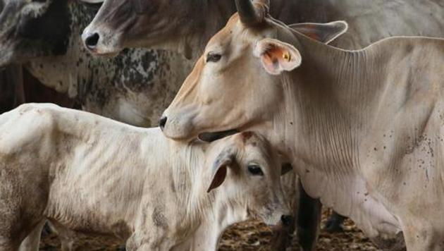 Cows at a cow shelter in Rajasthan. Two suspected cow smugglers allegedly opened fire at a PCR van which was following them in north Delhi’s Timarpur area, the police said on Sunday.(HT File Photo)