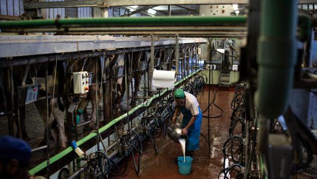 A worker pours collected cow’s milk into a bucket at the Dall’Aglio Farm in Gattatico. Italy saw a large number of immigrants seeking greener pastures arrive from Punjab in the 1980s. The Italian north, similar in its climate and terrain to Punjab, became a second home to many among them. The daily and agricultural industries provided jobs that were familiar. (Marco Bertorello / AFP)