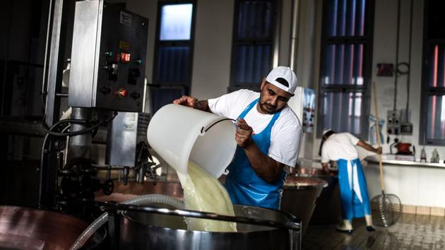 The Italian cheesemaking industry in the latter half of the 20th century faced a shortage of unskilled workers willing to take up jobs in dairy and on farms, with young workers moving to urban centres. Incoming workers from Punjab, eager for employment fit the bill and helped despite their lack of Italian language skills. (Marco Bertorello / AFP)