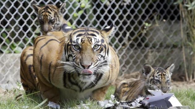 Four months after tigress ST-14 was spotted with two cubs, tigress ST-12 was spotted with three cubs on August 31 – a first for Sariska Tiger Reserve (STR) in Alwar, after it was repopulated with tigers from Ranthambore, said reserve officials. With these additions, the number of tigers in Sariska Tiger Reserve has reached 17, including five cubs. (AP / PTI File) Four months after tigress ST-14 was spotted with two cubs, tigress ST-12 was spotted with three cubs on August 31 – a first for Sariska Tiger Reserve (STR) in Alwar, after it was repopulated with tigers from Ranthambore, said reserve officials. With these additions, the number of tigers in Sariska Tiger Reserve has reached 17, including five cubs. (AP / PTI File)