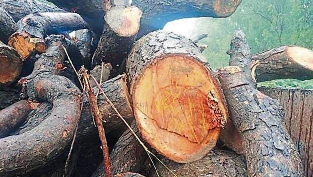 One neem and five babool trees had been illegally cut in Sector 91 by the forest department. (HT PHOTO) One neem and five babool trees had been illegally cut in Sector 91 by the forest department. (HT PHOTO)