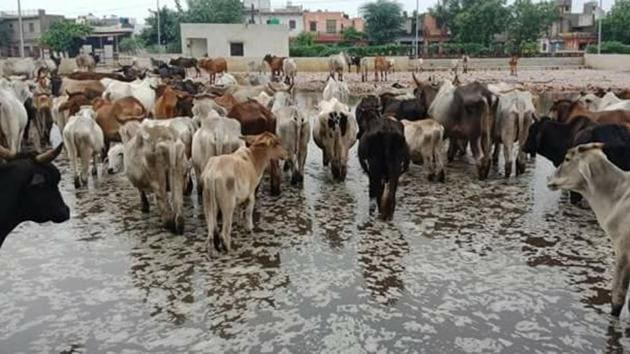 Cows at a waterlogged transit camp in Bharatpur.(HT Photo)