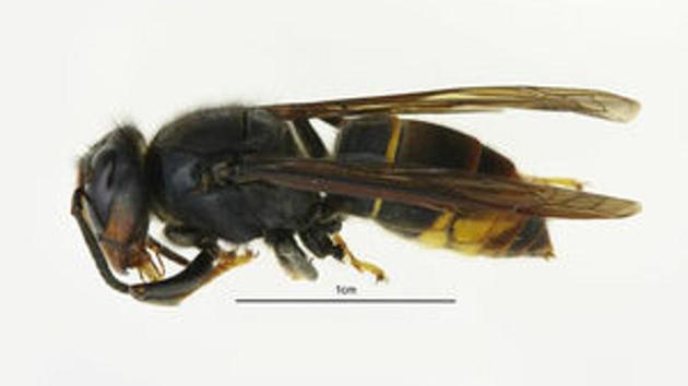 The Asian hornet kills honey bees, and is officially seen in the UK as a threat to the “native hornet”.(Defra) The Asian hornet kills honey bees, and is officially seen in the UK as a threat to the “native hornet”.(Defra)