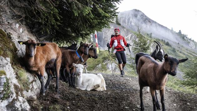 An ultra-runner approaches some goats as he competes, near Chamonix, French Alps. The annual race takes place either in the last weekend of August or the first weekend of September, like it did this time around. (Laurent Cipriani / AP) An ultra-runner approaches some goats as he competes, near Chamonix, French Alps. The annual race takes place either in the last weekend of August or the first weekend of September, like it did this time around. (Laurent Cipriani / AP)