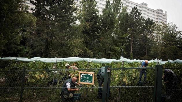 Grape pickers at the Clos des Morillons look like thousands of others at work in vineyards across France at this time of year. But behind them looms a high-rise housing estate and a short walk away is the noisy Paris ring road. (Lionel Bonaventure / AFP) Grape pickers at the Clos des Morillons look like thousands of others at work in vineyards across France at this time of year. But behind them looms a high-rise housing estate and a short walk away is the noisy Paris ring road. (Lionel Bonaventure / AFP)