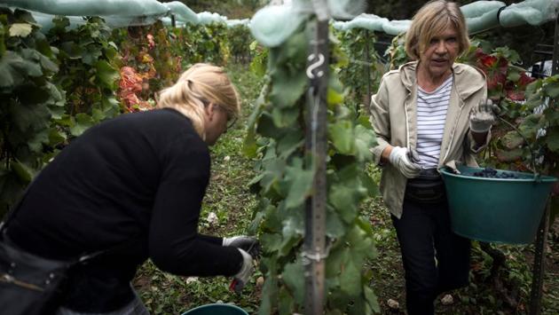 Around 20 people armed with pruning shears snipped, picked and carried in the Parc Georges-Brassens in the south of Paris, after responding to a call from city authorities for volunteers. The vineyard, which produced the equivalent of around 250 bottles of wine last year, is one of four that offers locals a chance to take part in the French tradition of grape harvesting without leaving the city. (Lionel Bonaventure / AFP) Around 20 people armed with pruning shears snipped, picked and carried in the Parc Georges-Brassens in the south of Paris, after responding to a call from city authorities for volunteers. The vineyard, which produced the equivalent of around 250 bottles of wine last year, is one of four that offers locals a chance to take part in the French tradition of grape harvesting without leaving the city. (Lionel Bonaventure / AFP)