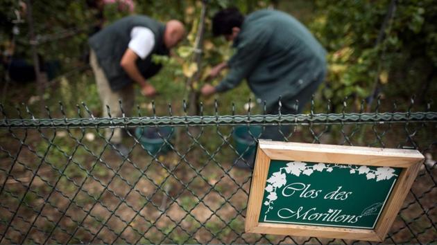 Opening up the vineyards to the public fits a strategy from Paris authorities keen to promote green spaces and outdoor activities in a traffic-clogged city that is among the most densely populated in Europe. Around 10% of the French capital is reserved for parks or gardens, official figures show, compared with around a third in London. (Lionel Bonaventure / AFP) Opening up the vineyards to the public fits a strategy from Paris authorities keen to promote green spaces and outdoor activities in a traffic-clogged city that is among the most densely populated in Europe. Around 10% of the French capital is reserved for parks or gardens, official figures show, compared with around a third in London. (Lionel Bonaventure / AFP)