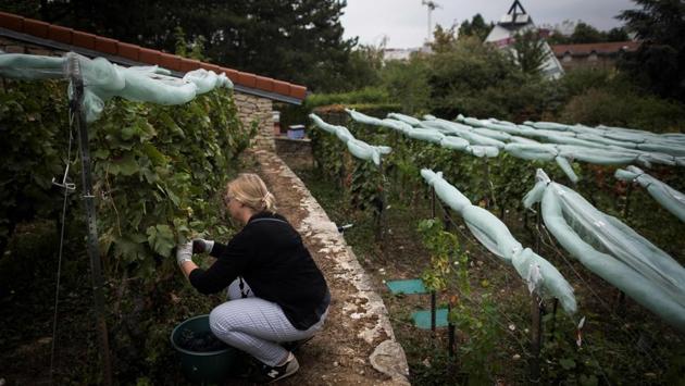 French wine production is set to leap by 25% this year, government experts have predicted, in welcome news for vineyards after a disastrous cold snap in 2017 that hit output across the country. The quality of the grapes is also said to be high, leading to hopes that a truly vintage year to match 2009 could be in the offing. (Lionel Bonaventure / AFP) French wine production is set to leap by 25% this year, government experts have predicted, in welcome news for vineyards after a disastrous cold snap in 2017 that hit output across the country. The quality of the grapes is also said to be high, leading to hopes that a truly vintage year to match 2009 could be in the offing. (Lionel Bonaventure / AFP)