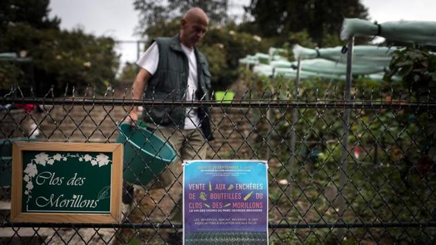 Grape pickers are already out in the Champagne region as well as some areas of Burgundy in an early harvest that is increasingly becoming the norm because of global warming. The 2017 production from the Clos des Morillons will be auctioned off for charity on September 29, while the 2018 grapes head for the presses and a year of maturation. (Lionel Bonaventure / AFP) Grape pickers are already out in the Champagne region as well as some areas of Burgundy in an early harvest that is increasingly becoming the norm because of global warming. The 2017 production from the Clos des Morillons will be auctioned off for charity on September 29, while the 2018 grapes head for the presses and a year of maturation. (Lionel Bonaventure / AFP)