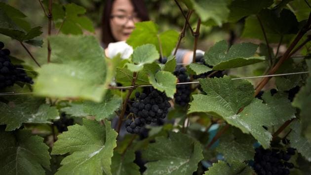 A woman picks grapes from the vineyards during the harvesting in the Georges Brassens' parc. “I had no idea you could do the harvest inside Paris,” 31-year-old Patrice Alokpo told AFP as joggers ran past the roughly 20 vines that were shorn of their grapes in a couple of hours. “It’s really great seeing some nature in the city.” (Lionel Bonaventure / AFP) A woman picks grapes from the vineyards during the harvesting in the Georges Brassens' parc. “I had no idea you could do the harvest inside Paris,” 31-year-old Patrice Alokpo told AFP as joggers ran past the roughly 20 vines that were shorn of their grapes in a couple of hours. “It’s really great seeing some nature in the city.” (Lionel Bonaventure / AFP)