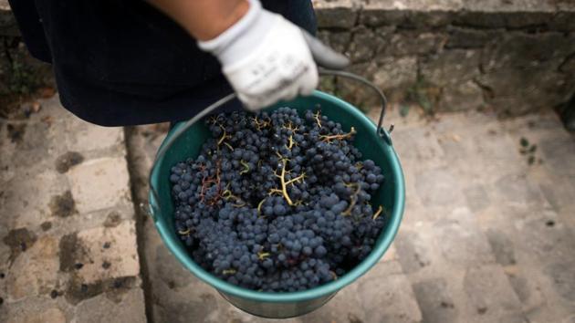 Other vineyards in the City of Light are in the Bercy area to the east, the northeast Belleville quarter and the world-famous Montmartre hill in the north, where the vines are a tourist attraction. “Our vines are less well known, but they are very prestigious,” said Marie Toubiana, who is charge of green spaces in the 15th district of Paris which hosts the park named for French crooner Georges Brassens. (Lionel Bonaventure / AFP) Other vineyards in the City of Light are in the Bercy area to the east, the northeast Belleville quarter and the world-famous Montmartre hill in the north, where the vines are a tourist attraction. “Our vines are less well known, but they are very prestigious,” said Marie Toubiana, who is charge of green spaces in the 15th district of Paris which hosts the park named for French crooner Georges Brassens. (Lionel Bonaventure / AFP)