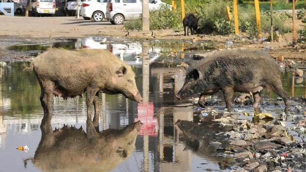 The PMC had issued newspaper advertisement warning pig owners to shift the animals outside the municipal limits or face action. (HT File Photo) The PMC had issued newspaper advertisement warning pig owners to shift the animals outside the municipal limits or face action. (HT File Photo)