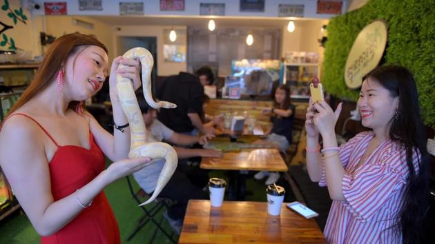 A customer handles a ball python at the Reptile Cafe. As customers sip on their lattes and hang out with the reptiles, “they will love them like I do,” the 32-year-old told AFP while stroking the scaly neck wattle of an iguana. (Tang Chhin Sothy / AFP) A customer handles a ball python at the Reptile Cafe. As customers sip on their lattes and hang out with the reptiles, “they will love them like I do,” the 32-year-old told AFP while stroking the scaly neck wattle of an iguana. (Tang Chhin Sothy / AFP)