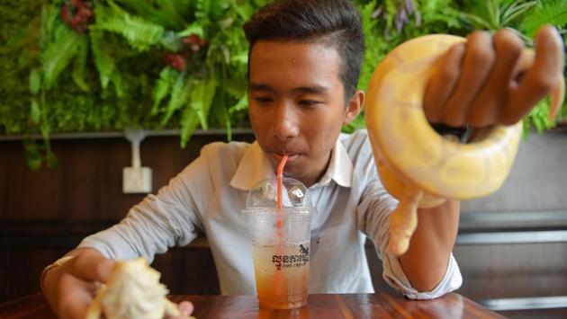 The walls of his cafe are lined with lit-up glass tanks containing snakes of various lengths and colours, while a bright macaw screeches in the corner. Some visitors look hesitantly at the cages, others are bolder in their embrace of the creatures. (Tang Chhin Sothy / AFP) The walls of his cafe are lined with lit-up glass tanks containing snakes of various lengths and colours, while a bright macaw screeches in the corner. Some visitors look hesitantly at the cages, others are bolder in their embrace of the creatures. (Tang Chhin Sothy / AFP)
