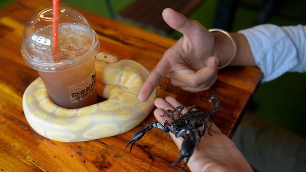There’s no entry fee, so visitors can order a coffee and request a sit-down with a serpentine friend from one of the tanks. An ice tea for a young customer instantly becomes a cool object for a yellow-and-cream-coloured ball python to twist its body around. (Tang Chhin Sothy / AFP) There’s no entry fee, so visitors can order a coffee and request a sit-down with a serpentine friend from one of the tanks. An ice tea for a young customer instantly becomes a cool object for a yellow-and-cream-coloured ball python to twist its body around. (Tang Chhin Sothy / AFP)