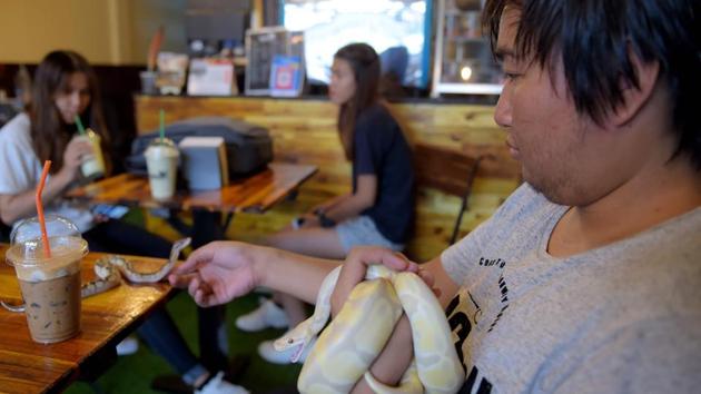 To critics who say the animals should be left alone in the wild, Chea Raty says his human-bred creatures “cannot survive there.” All of his cafe creatures are imported from Thailand. (Tang Chhin Sothy / AFP) To critics who say the animals should be left alone in the wild, Chea Raty says his human-bred creatures “cannot survive there.” All of his cafe creatures are imported from Thailand. (Tang Chhin Sothy / AFP)