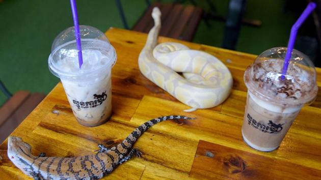 Customer Y Navim was wary at first of a corn snake, an orange-coloured serpent that kills its prey through constriction. But it was soon resting on her palm as she sipped her coffee. “This cafe is quite unique,” the 22-year-old said. “I’ve never seen some of these reptiles before. They are beautiful and scary.” (Tang Chhin Sothy / AFP) Customer Y Navim was wary at first of a corn snake, an orange-coloured serpent that kills its prey through constriction. But it was soon resting on her palm as she sipped her coffee. “This cafe is quite unique,” the 22-year-old said. “I’ve never seen some of these reptiles before. They are beautiful and scary.” (Tang Chhin Sothy / AFP)