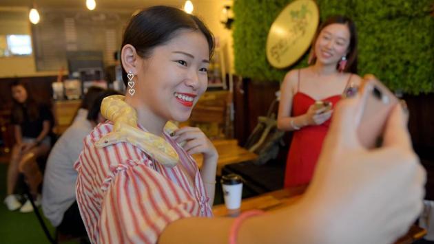 Business is still slow-going due to the common fears of snakes and lizards. But women, Chea Raty says, are providing an unexpected boost. “They put the pythons around their neck, take selfies, and they are happy.” (Tang Chhin Sothy / AFP) Business is still slow-going due to the common fears of snakes and lizards. But women, Chea Raty says, are providing an unexpected boost. “They put the pythons around their neck, take selfies, and they are happy.” (Tang Chhin Sothy / AFP)