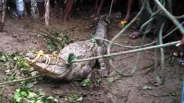 Jharkhand village catches crocodile eating goat, ties and hangs it from ...