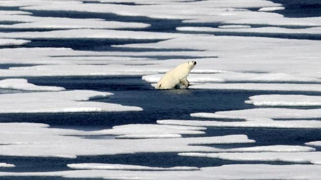 A polar bear climbs out of the water to walk on the ice in the Franklin Strait in the Canadian Arctic Archipelago. (AP Photo) A polar bear climbs out of the water to walk on the ice in the Franklin Strait in the Canadian Arctic Archipelago. (AP Photo)