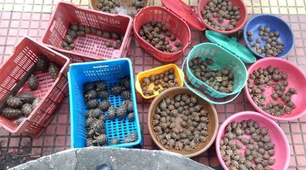 The protected star tortoises are sold in the market for up to ₹4,000. A senior official associated with the seizure said the seizure on Thursday was the largest in recent times. (HT Photo) The protected star tortoises are sold in the market for up to ₹4,000. A senior official associated with the seizure said the seizure on Thursday was the largest in recent times. (HT Photo)