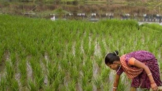 Farm operations subsequently picked pace on the back of robust rains in many states. (AP File Photo) Farm operations subsequently picked pace on the back of robust rains in many states. (AP File Photo)
