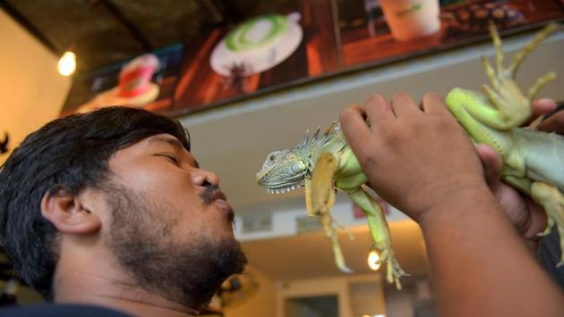 A woman giggles as an albino python creeps from her shoulder and wraps behind her head. Nearby, a bearded dragon iguana perches on a table while a man gently pets it. (Tang Chhin Sothy / AFP) A woman giggles as an albino python creeps from her shoulder and wraps behind her head. Nearby, a bearded dragon iguana perches on a table while a man gently pets it. (Tang Chhin Sothy / AFP)
