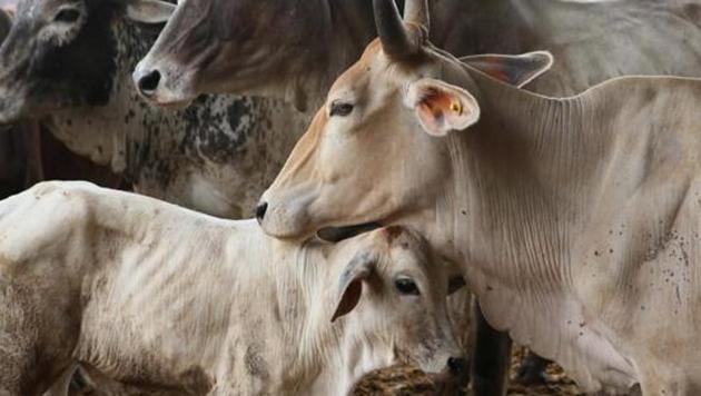Trinamool Rajya Sabha member Manas Bhunia has claimed that more than 350 cows have died in Bural, Bishnupur, Bhemua and Mohar gram panchayat areas.(HT File Photo)