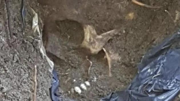 In this undated photo provided by the Veracruz State Prosecutor's Office shows a skull at the site of clandestine burial pit in the Gulf coast state of Veracruz, Mexico. (AP Photo) In this undated photo provided by the Veracruz State Prosecutor's Office shows a skull at the site of clandestine burial pit in the Gulf coast state of Veracruz, Mexico. (AP Photo)