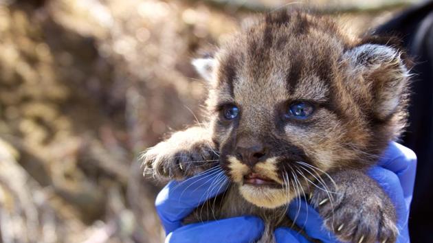 A mountain lion kitten which National Park Service researchers discovered in August 2018 in a remote area of the Santa Monica Mountains, California is held up. (Courtesy National Park Service / REUTERS) A mountain lion kitten which National Park Service researchers discovered in August 2018 in a remote area of the Santa Monica Mountains, California is held up. (Courtesy National Park Service / REUTERS)