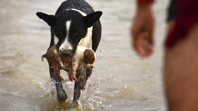A dog transfers a puppy to a drier place at Sangam area in Allahabad, as water levels of the Ganges and Yamuna rivers increase following monsoon rains. (Sanjay Kanojia / AFP) A dog transfers a puppy to a drier place at Sangam area in Allahabad, as water levels of the Ganges and Yamuna rivers increase following monsoon rains. (Sanjay Kanojia / AFP)